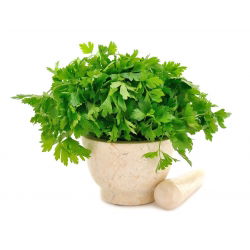 Pētersīļi - mixed - 3000 sēklas - Petroselinum crispum