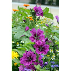 Common mallow, Cheeses, High mallow, Tall mallow (Malva sylvestris var. Mauritiana) - 200 seeds