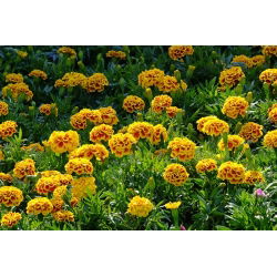البرتقال الماهوجني القطيفة الفرنسية "الملكة صوفيا" - 360 بذور - Tagetes patula L. - ابذرة