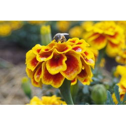 البرتقال الماهوجني القطيفة الفرنسية "الملكة صوفيا" - 360 بذور - Tagetes patula L. - ابذرة