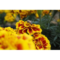 البرتقال الماهوجني القطيفة الفرنسية "الملكة صوفيا" - 360 بذور - Tagetes patula L. - ابذرة