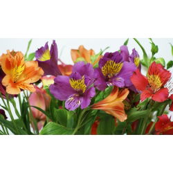 Alstroemeria
