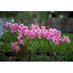 Amaryllis Belladonna - ampul / yumru / kök - Hippeastrum