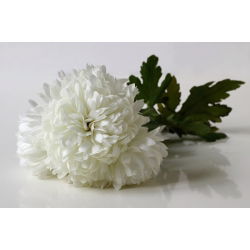 Callistephus chinensis - 500 zaden - Milady White