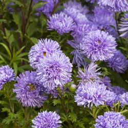 Blauwe naald petal china aster, jaarlijkse aster - 500 zaden - Callistephus chinensis