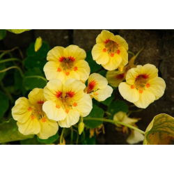 Bahçe nasturtium "Lady Bird", Hint tere, keşiş cress - düşük büyüyen çeşitli - 24 tohumlar - Trapaeolum majus nanum