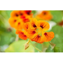 Bahçe nasturtium "Lady Bird", Hint tere, keşiş cress - düşük büyüyen çeşitli - 24 tohumlar - Trapaeolum majus nanum