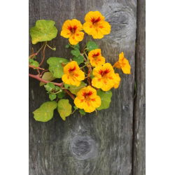 Bahçe nasturtium "Lady Bird", Hint tere, keşiş cress - düşük büyüyen çeşitli - 24 tohumlar - Trapaeolum majus nanum
