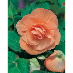 Begonia velký květovaný dvojitý losos - 2 cibule - Begonia ×tuberhybrida