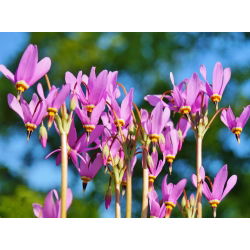 Dodecatheon meadia