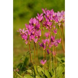 Dodecatheon meadia