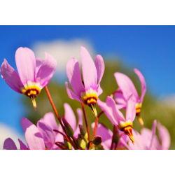 Dodecatheon meadia