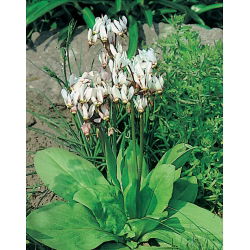 Dodecatheon, album streljačkih zvijezda - lukovica / gomolj / korijen - Dodecatheon meadia