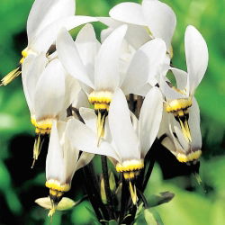 Dodecatheon, album streljačkih zvijezda - lukovica / gomolj / korijen - Dodecatheon meadia