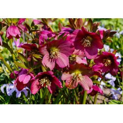 Helleborus, Hellebores Atrorubens - bulb / tuber / rădăcină - Helleborus purpurascens - Atrorubens