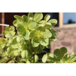 Helleborus, Hellebores Argutifolius - bulb / tuber / rădăcină - Helleborus argutifolius