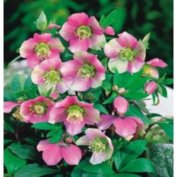 Helleborus, Hellebores Orientalis - bulb / tuber / rădăcină - Helleborus orientalis