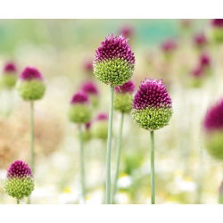 Allium Sphaerocephalon - paket med 20 stycken