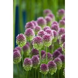 Allium Sphaerocephalon - paket med 20 stycken