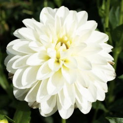 Dahlia - blanc