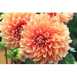 Dahlia Colour Spectacle