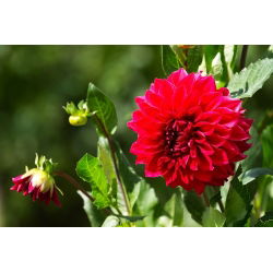 Dahlia Red