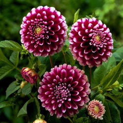 Dahlia Edinburgh