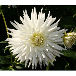 Dahlia cactus - blanc