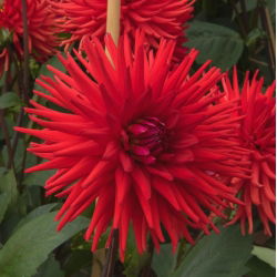 Dahlia Cactus Red - čebulica / gomolj / koren