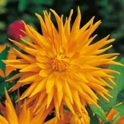 Dahlia Cactus Oranžna - čebulica / gomolj / koren