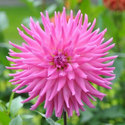 Dahlia Cactus Pink - čebulica / gomolj / korenina