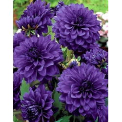Dahlia Blue