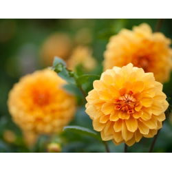Dahlia Orange