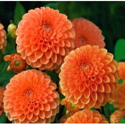 Dahlia Sylvia