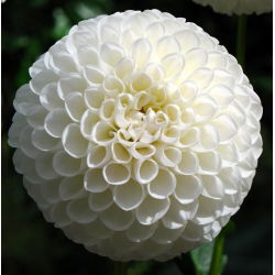 Dahlia White Aster  - 洋葱/块茎/根