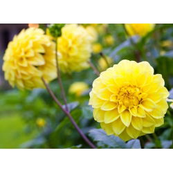 Dahlia Yellow - čebulica / gomolj / koren