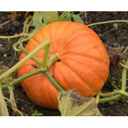 Reuzenpompoen - Rouge vif d'Etampes - 9 zaden - Cucurbita maxima
