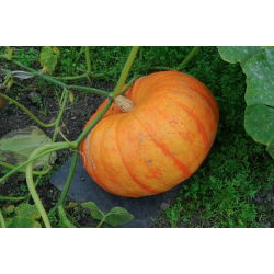 Reuzenpompoen - Rouge vif d'Etampes - 9 zaden - Cucurbita maxima