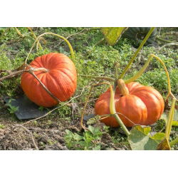 Reuzenpompoen - Rouge vif d'Etampes - 9 zaden - Cucurbita maxima