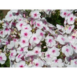 Пхлок Граф Зеппелин - булб / тубер / роот - Phlox