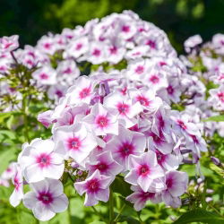 Пхлок Граф Зеппелин - булб / тубер / роот - Phlox