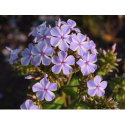 Пхлок Алл Ин Оне - булб / тубер / роот - Phlox