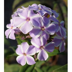 Пхлок Алл Ин Оне - булб / тубер / роот - Phlox
