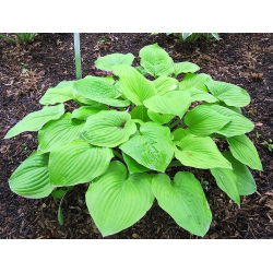 Funkiasläktet - August Moon - Hosta