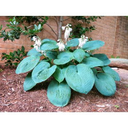 Funkiasläktet - Big Daddy - Hosta
