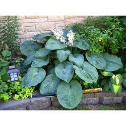 Funkiasläktet - Big Daddy - Hosta