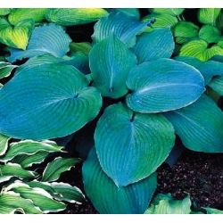 Funkiasläktet - Blue Angel - Hosta