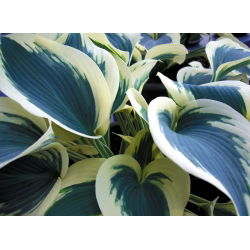 Funkiasläktet - Blue Ivory - Hosta