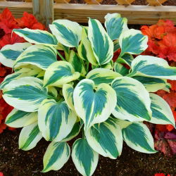 Funkiasläktet - Blue Ivory - Hosta
