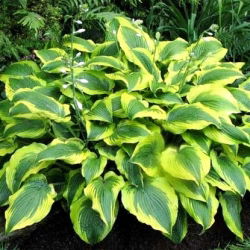 Hosta, Plantain Lily Hài lòng - củ / củ / rễ